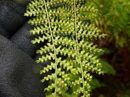 Image result for Hypolepis