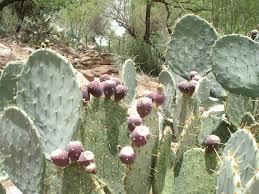 Prickly pear cactus represent about a dozen species of the opuntia genus (family cactaceae) in the north american deserts. Prickly Pear Cactus Jelly Or Tuna Jelly Texas Jelly Making