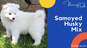 Lancaster puppies advertises puppies for sale in pa, as well as ohio, indiana, new york and other states. Samoyed Husky Mix Their Characteristics And Interesting Facts Flaming Truth