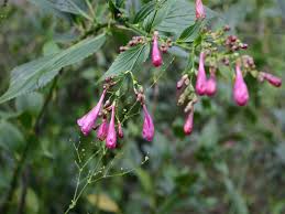 Image result for Strobilanthes hamiltoniana