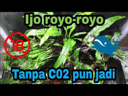We did not find results for: Java Fern Tanaman Aquascape Yang Mudah Perawatannya Youtube