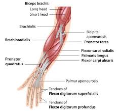 By simply having the forearm danny gordon is an american college of sports medicine (acsm) certified personal trainer and owner of the body studio for fitness, a fitness. Median Nerve The Definitive Guide Biology Dictionary