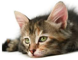 This makes the cat susceptible to various secondary infections. What Are The Signs Of Cat Flu Greencross Vets