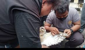 Dua mobil a dan b bergerak melalui jalan yang sama dan berangkat dari titik awal yang sama secara bersamaan. Detik Detik Evakuasi Burung Hantu Terlilit Benang Layangan Di Atap Mapolres Sleman