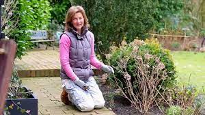 Wann ist der beste schnittzeitpunkt? Wie Schneide Ich Hortensien Tipps Tricks Qvc Youtube