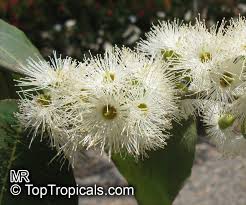 Image result for Eucalyptus torelliana
