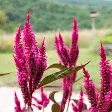 Image result for Celosia