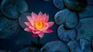 Suci bagi penganut hindu dan buddha, lotus adalah bunga kebangsaan india. Gambar Bunga Teratai Yang Belum Diwarnai Mengenal Waisak Bersama Anak Meski Tidak Merayakannya Kumparan Com Tahukah Anda Cara Bunga Teratai Gambar Bunga Bunga
