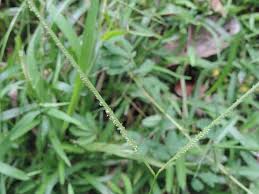 Image result for Paspalum conjugatum