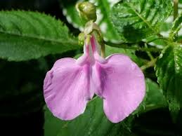 Image result for Impatiens apiculata