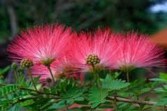 Silk Tree Seeds Albizia Julibrissin Perennial Plant Bonsai Specimen Pink Flower Persian Silk T Mimosa Tree Silk Tree Tree Seeds
