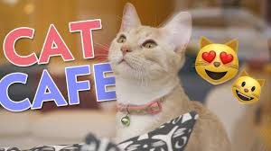 We are not accepting reservations for our cat cafe until after we determine another reopen date. Inside Bucktown S Cat Cafe Windy Kitty Cat Cafe Youtube