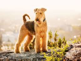 We are located near beautiful smith lake in crane hill alabama. The Airedale Terrier Temperament What You Ll Love And Hate About Him