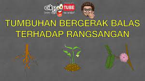 Tahun 4 gerak balas terhadap rangsangan murid diminta untuk mengisi tempat kosong berkenaan dengan : Sains Tahun 4 Tumbuhan Bergerak Balas Terhadap Rangsangan Cikgootube Cikguzoul Youtube