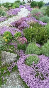 Die Perfekte Alternative Zu Langweiligen Rasen Beautiful Gardens Plants Flower Garden Design