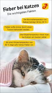 Eine erhöhte temperatur aufgrund einer erkältung oder anderen leichteren erkrankungen hingegen normalisiert sich in der regel von alleine wieder innerhalb weniger. Wenn Katzen Fieber Haben Symptome Erkennen Und Handeln