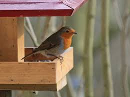 Mitmachen bei der stunde der wintervögel ist ganz einfach: Gefiederte Nachbarn Wintervogel Im Garten Das Blaue Blatt