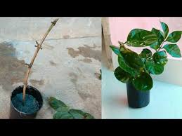 If you're anything like me, you probably love to have succulents in the house. How To Grow Jasmine From Cuttings Learn How To Care For Jasmine Plant Youtube