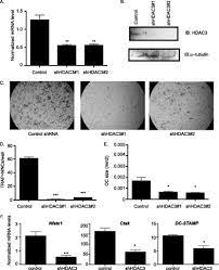 Hdac3 And Hdac7 Have Opposite Effects On Osteoclast Differentiation Journal Of Biological Chemistry