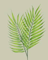 Image result for Dypsis lutescens