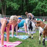 Goat Yoga