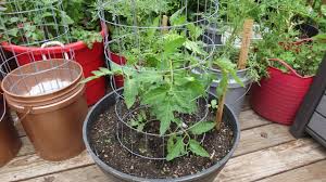 Getting the plants off the ground also reduces the insect pressure on the plant. How To Build An Inexpensive 4 6 Ft Tomato Cucumber Vine Crops Trellising Cages Diy From Fencing Youtube