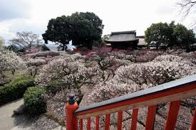 Maybe you would like to learn more about one of these? Indahnya Bunga Sakura Di Kansai Tensai Indonesia