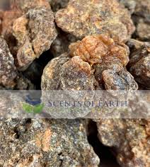 Image result for Commiphora kua