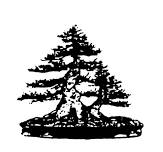 Custom Bonsai Creation - Olive 3-Tree Grove