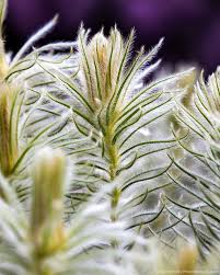 Image result for Phylica