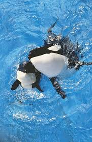 Pin On Killer Whales