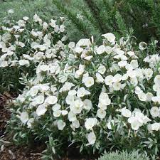 We did not find results for: Go Gardening Helping New Zealand Grow Garden Inspiration Tips And Advice From The Expert