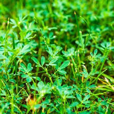 Image result for Oldenlandia cana