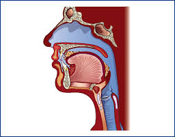 Image result for Swallowing