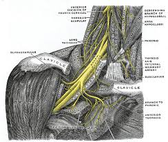 Brachial Plexus Wikipedia