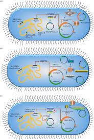 High Throughput Recombinant Protein Expression In Escherichia Coli Current Status And Future Perspectives Open Biology