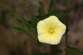 Image result for Xenostegia tridentata