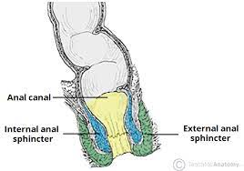 Sphincter synonyms, sphincter pronunciation, sphincter translation, english dictionary definition of sphincter. The Anal Canal Structure Arterial Supply Teachmeanatomy