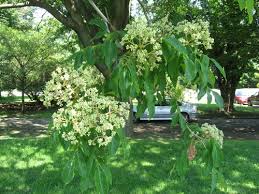 Image result for Tetradium glabrifolium