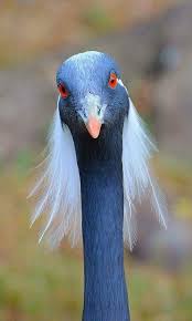 Wild Bird With Crazy Hair Pin De Natalie Gaba Em For The Birds Animais Da Natureza Animais Passaros Exoticos
