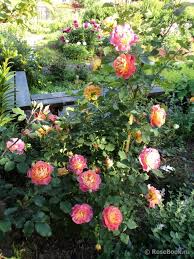 Galereya Prieure De St Cosme Maspricos Enciklopediya Roz Rose Outdoor Decor Shrubs