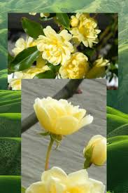 Suitable for growing up trees or trellis, but like all clematis prefers shade over its root and ample moisture. Beautiful Yellow Banksia Climbing Rose Flowers For Mom Climbing Roses Plants