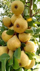A dwarf tree is a small cultivar of full sized fruit trees that can yield many mature fruits in a year without taking up the usual growing space occupied by trees. Pin On Benedictions