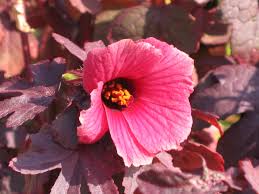 Image result for Hibiscus
