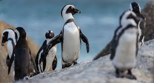 You collect information about species of fish by petting them. African Penguins Are Heading Towards Extinction Her