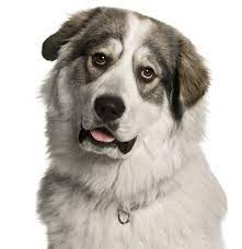 $400 (san antonio) pic hide this posting restore restore this posting. Great Pyrenees Puppies For Sale Adoptapet Com
