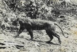 11 Animals That Are Now Extinct Thanks To Humans Javan Tiger Extinct Animals Tiger Species