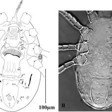 Image result for Dolichos junodii