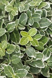 Image result for Euonymus fortunei