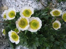Ranunculus Repens Ranunculus Rock Plants Alpine Flowers Rock Flowers